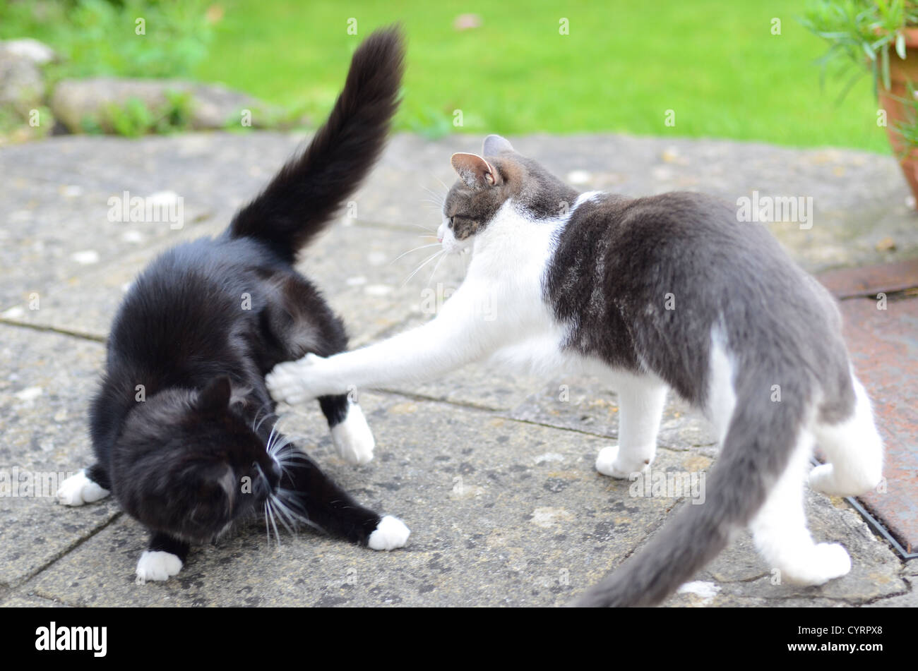 Two cats fighting. Stock Photo
