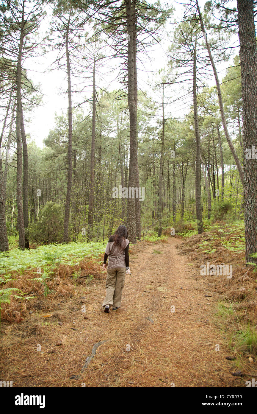 green forest at gredos mountains in avila spain Stock Photo - Alamy