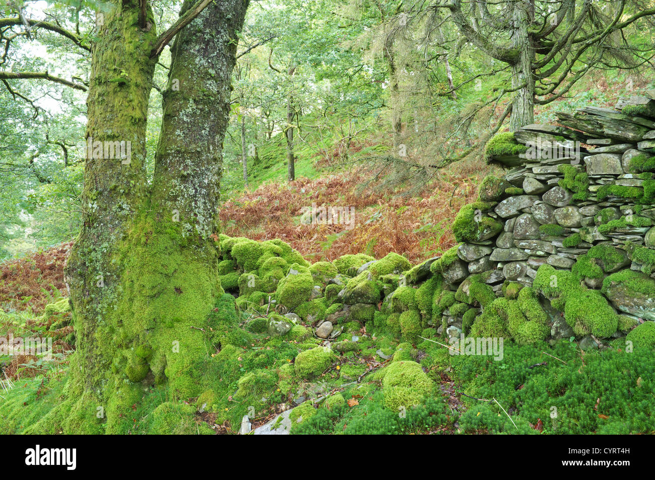 Old collapsed drystone wall covered in moss and lichen by ash tree, England, UK Stock Photo