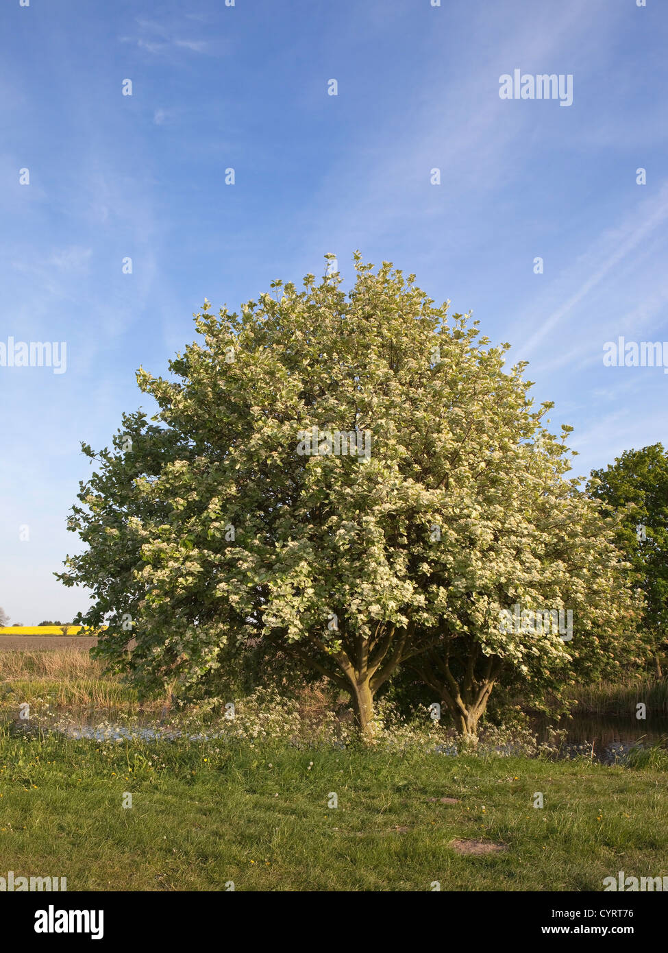 A beautiful Whitebeam tree Sorbus aria, growing by a canal under a blue sky Stock Photo