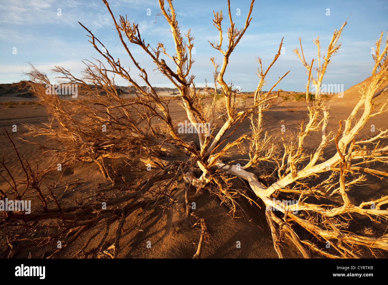 Dry Tree Compound Dry tree in mountains Stock Photo - Alamy