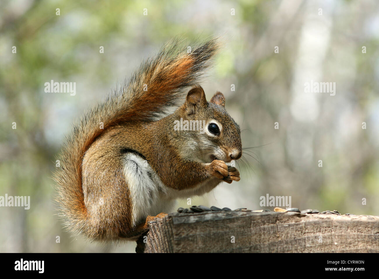 A Red Squirrel collecting sunflower seeds from a feeding station in
