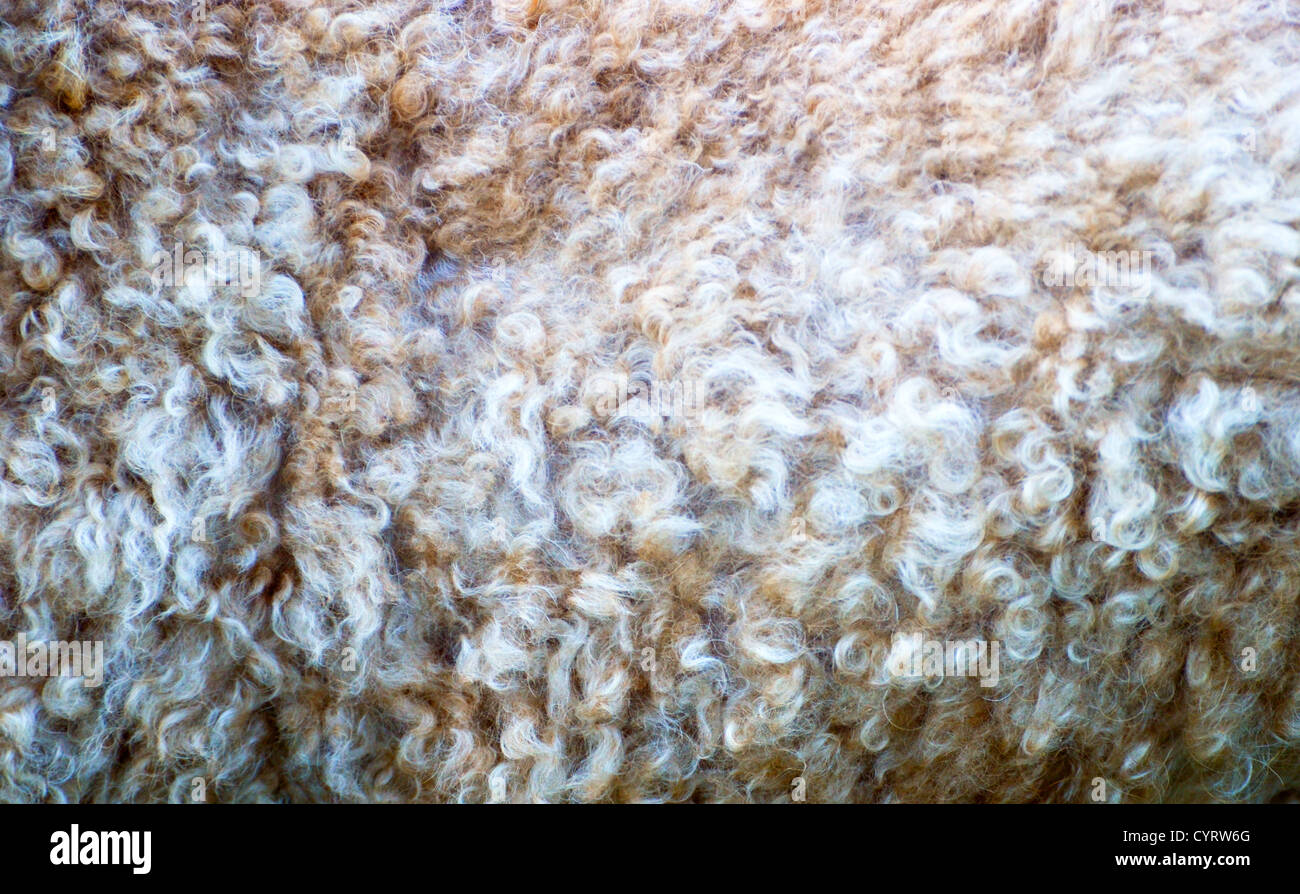 Poodle hair texture hi-res stock photography and images - Alamy