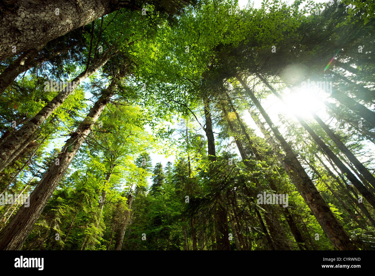 Spring in the forest hi-res stock photography and images - Alamy