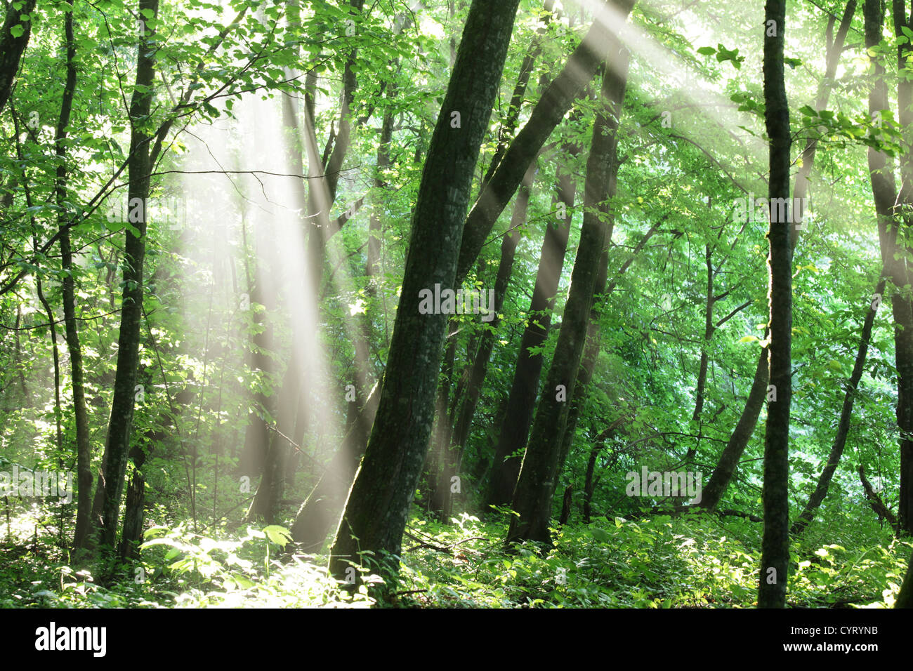 Morning in the forest Stock Photo - Alamy