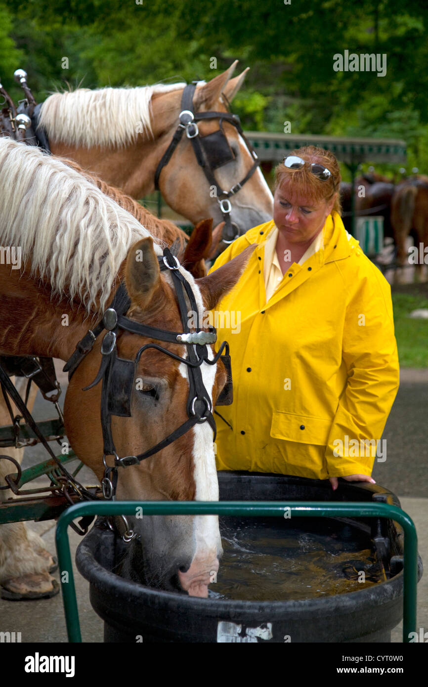 Draft horses being watered on Mackinac Island located in Lake Huron, Michigan, USA. Stock Photo