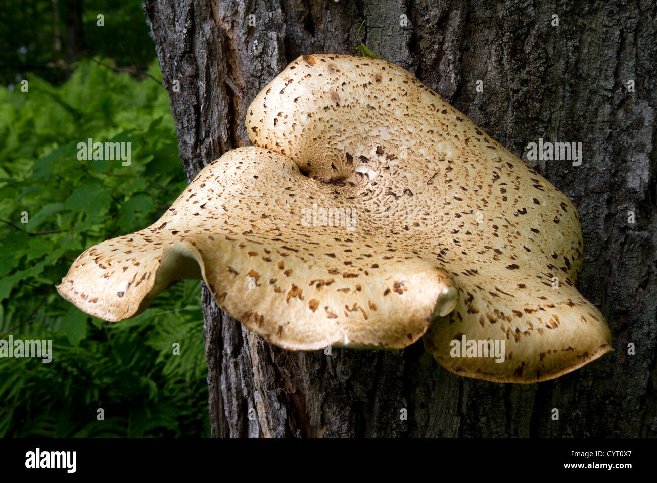 Bracket or Shelf Fungi at Pictured Rocks National Lakeshore at Lake Superior in the Upper Peninsula of Michigan, USA. Stock Photo