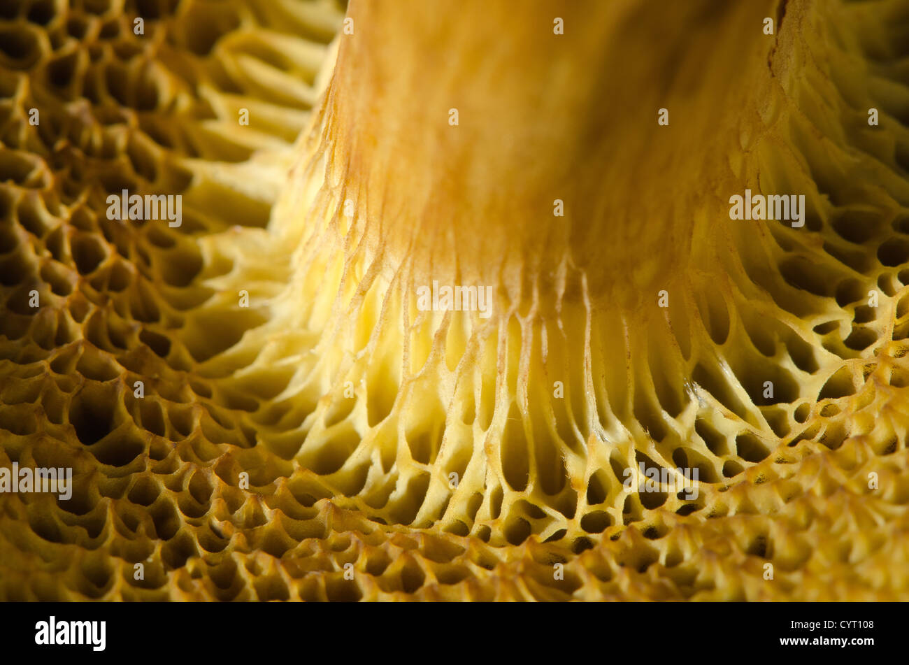 underneath-of-boletus-mushroom-with-its-spore-structure-to-the-gills