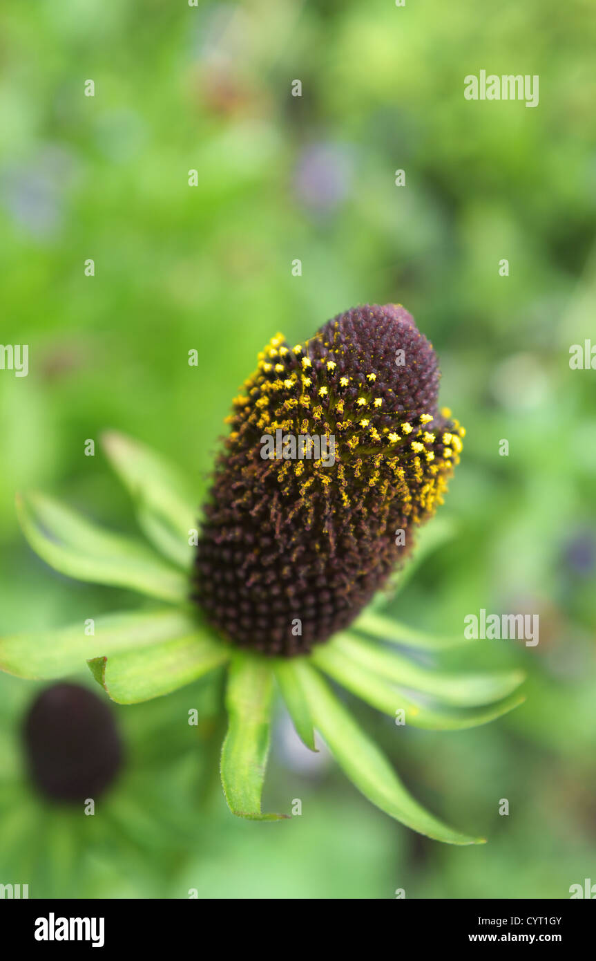 Rudbeckia or BlackEyed Susans seed head, England UK Stock Photo Alamy