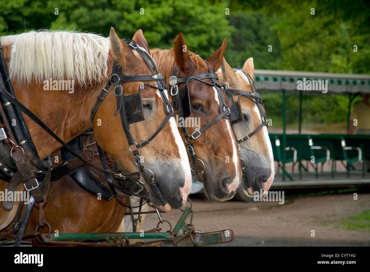 Draft horses on Mackinac Island located in Lake Huron, Michigan, USA. Stock Photo