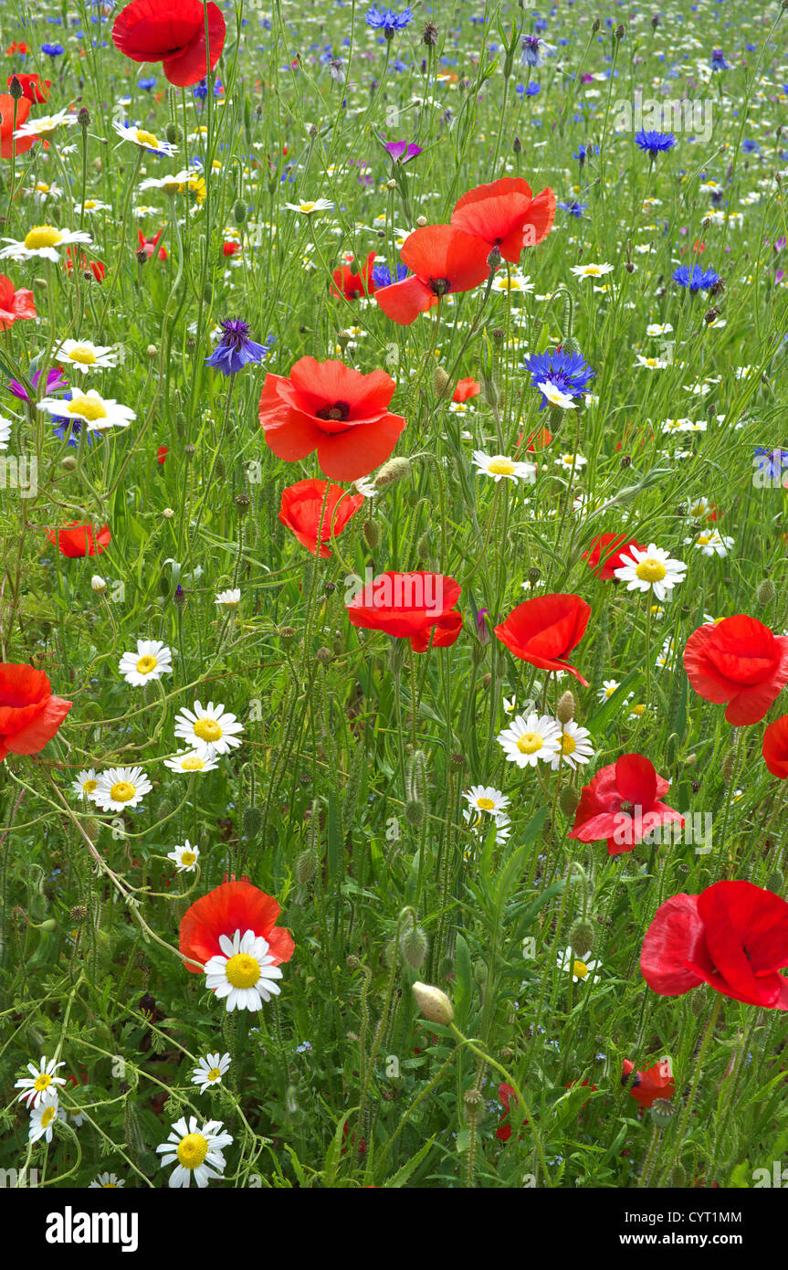 Poppies cornflower and oxeye daisy in wild flower meadow, England, UK