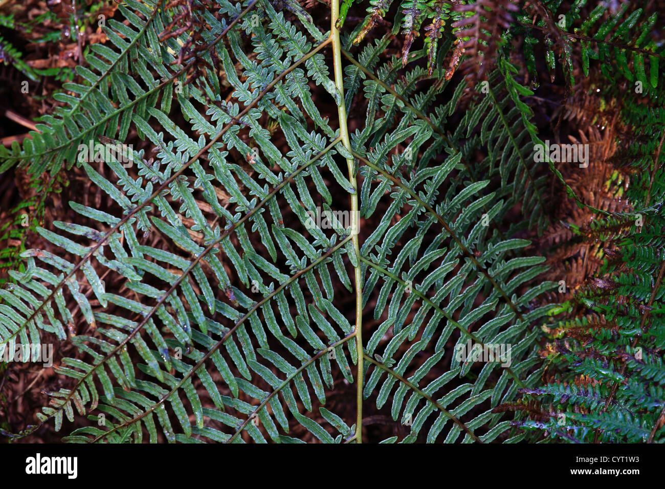 Abstract Bracken Fern Patterns Hi res Stock Photography And Images Alamy Abstract Bracken Fern Patterns Hi res Stock Photography And Images Alamy