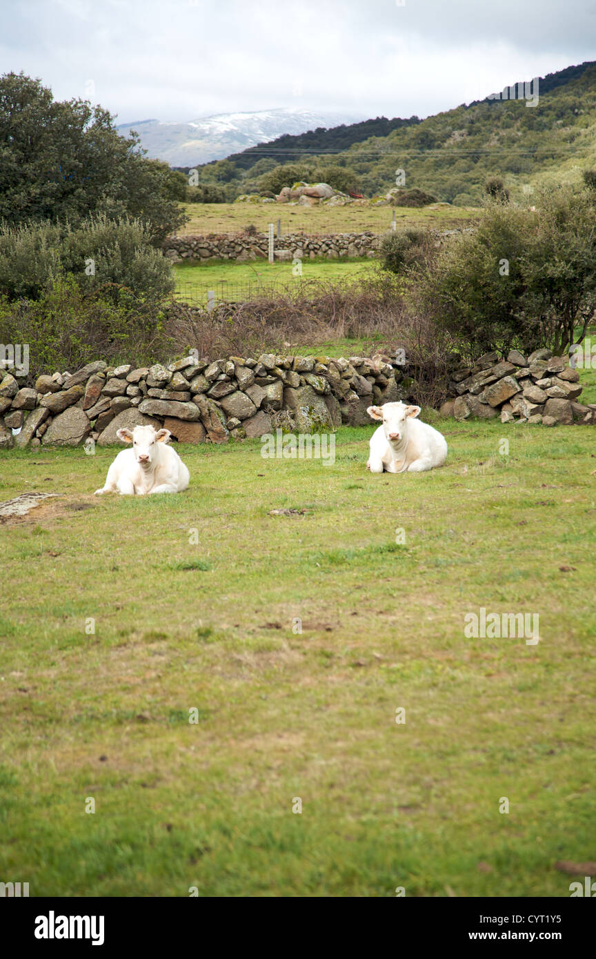 white cows lie down on the grass at avila spain Stock Photo