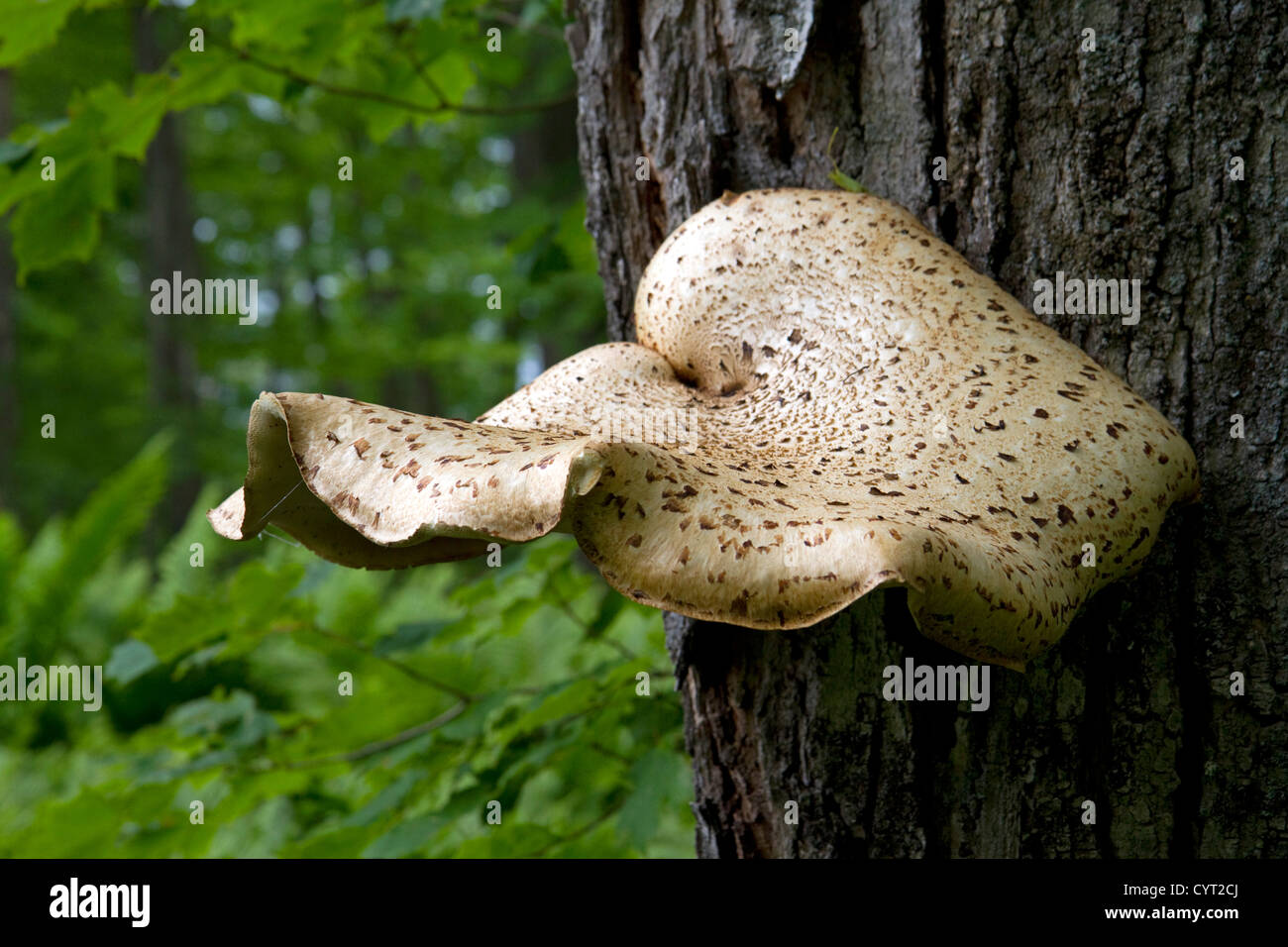 Bracket or Shelf Fungi at Pictured Rocks National Lakeshore at Lake Superior in the Upper Peninsula of Michigan, USA. Stock Photo