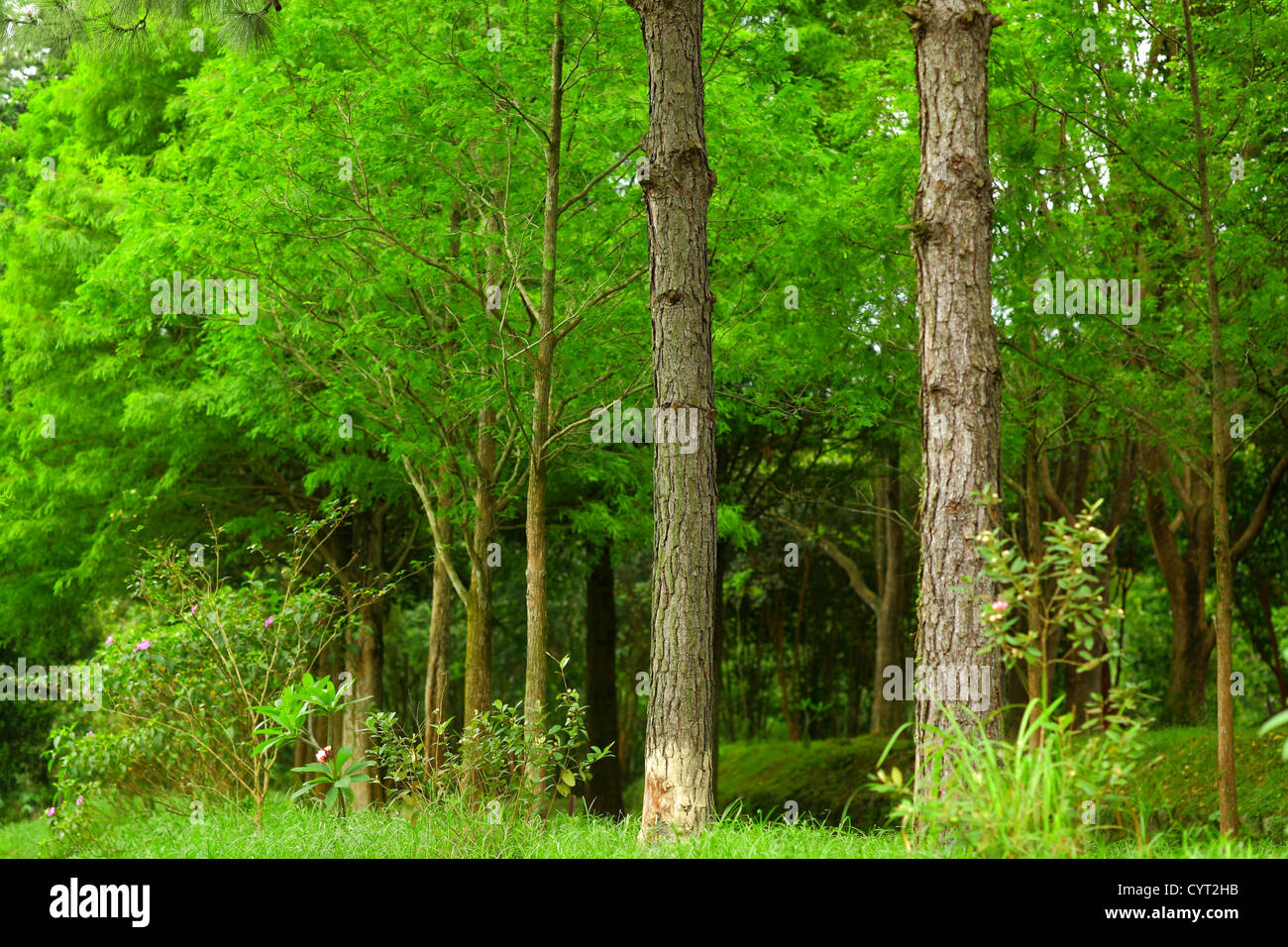 Forest tree hi-res stock photography and images - Alamy
