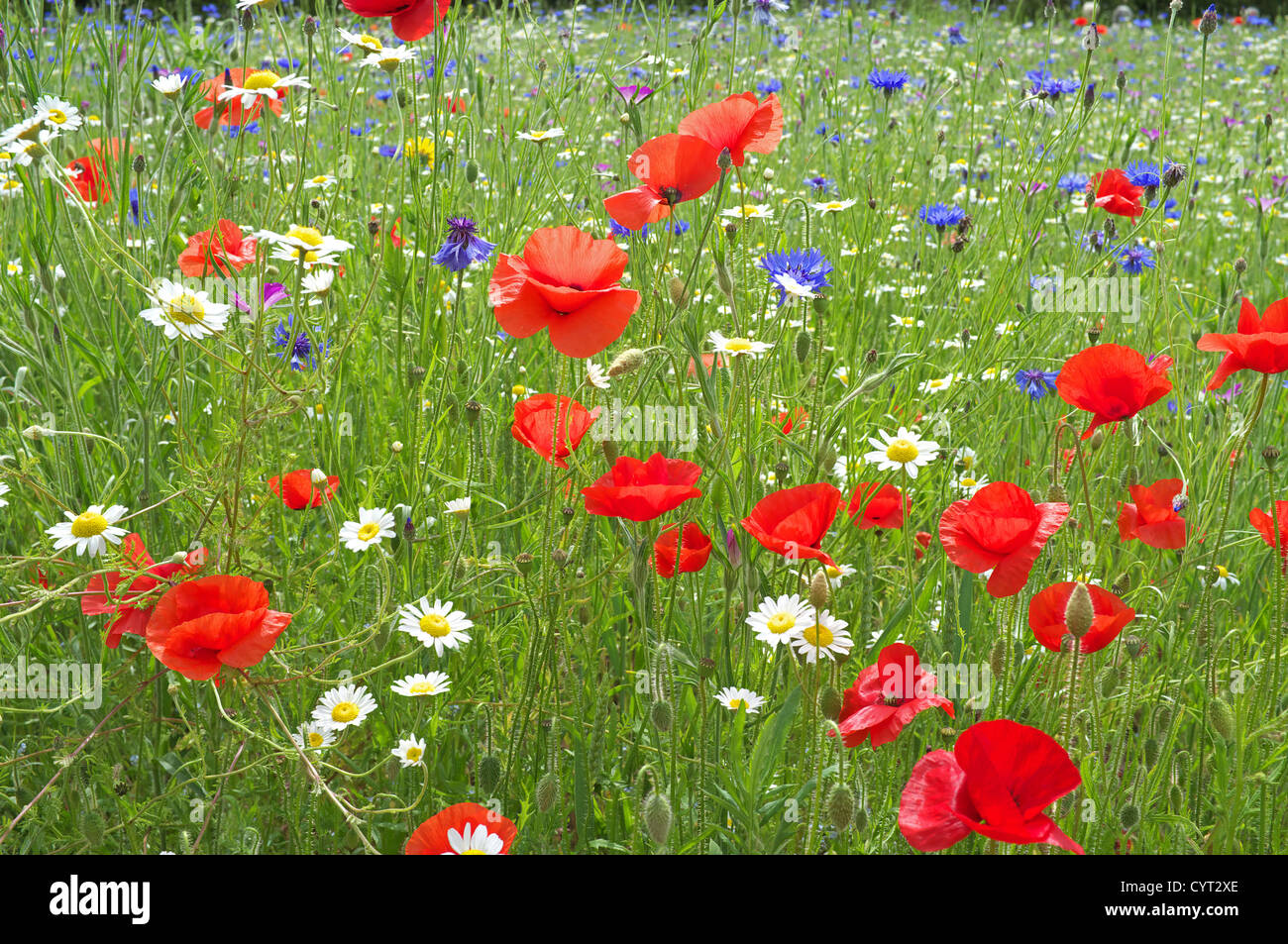 Poppies, Cornflower and Oxeye Daisy in wild flower meadow, England, UK
