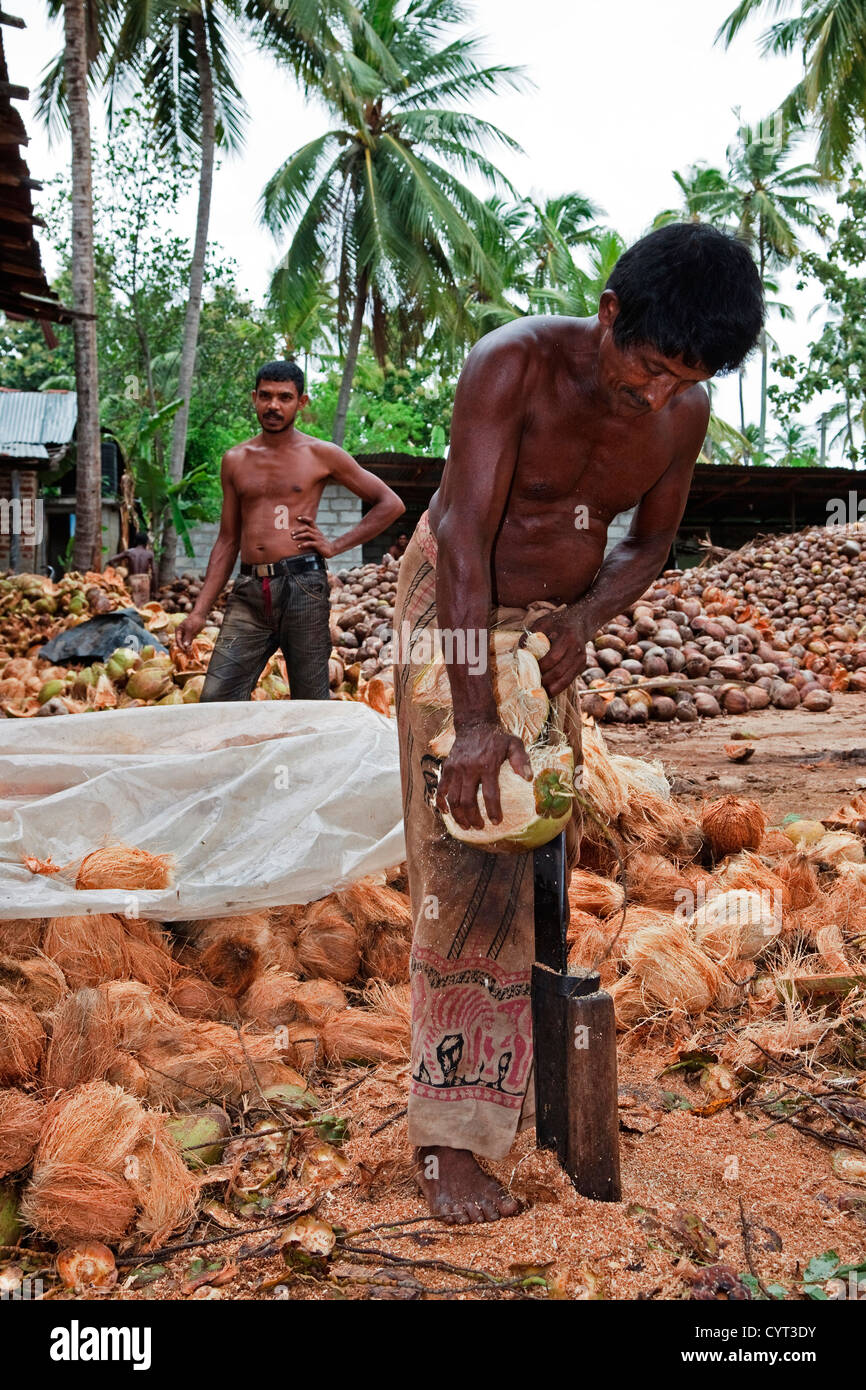 Men from Sri lanka splitting coconuts to get the fibre husk from it. Stock Photo