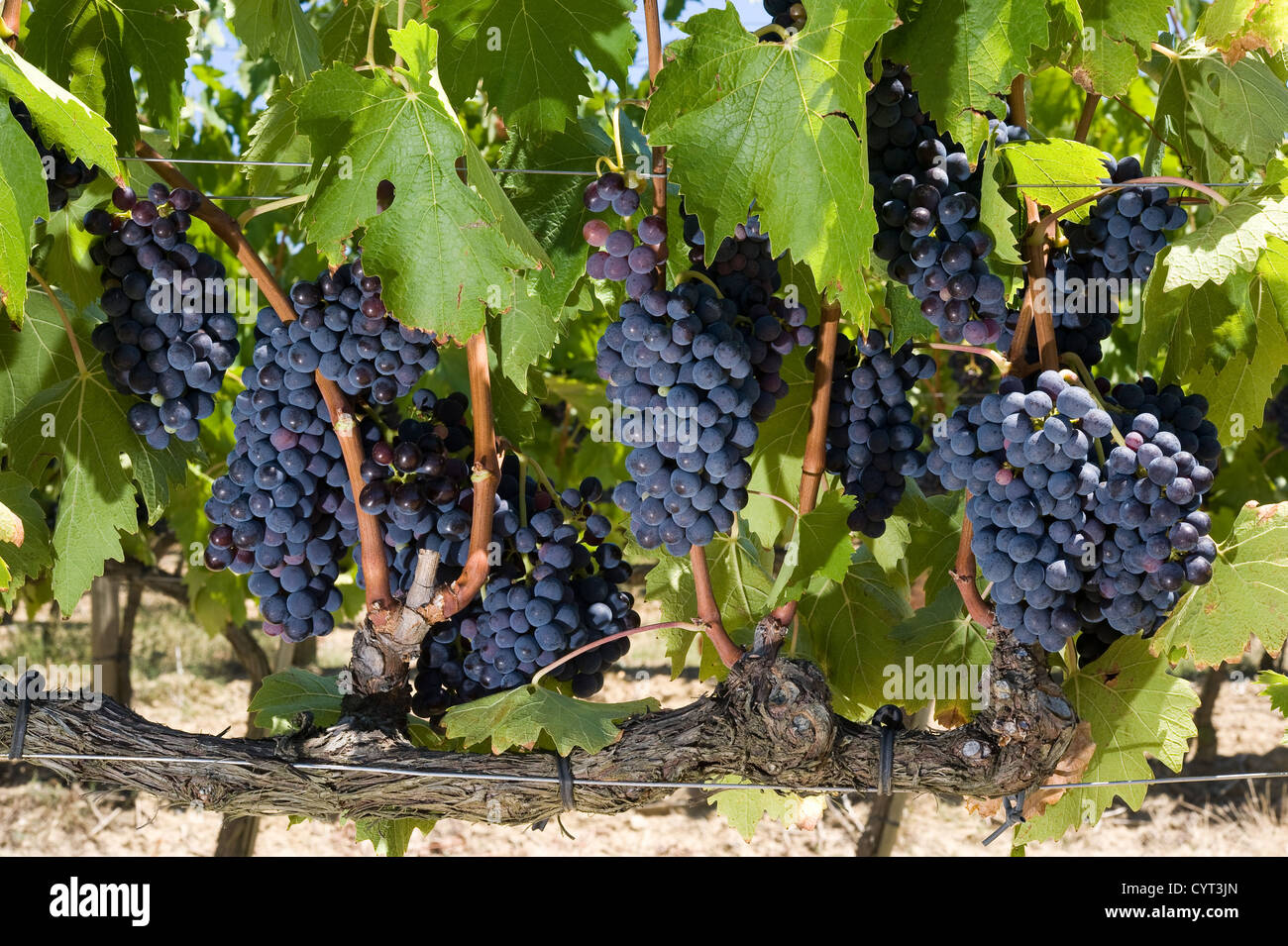 Grapes growing in a vineyard in Tuscany in Italy Stock Photo