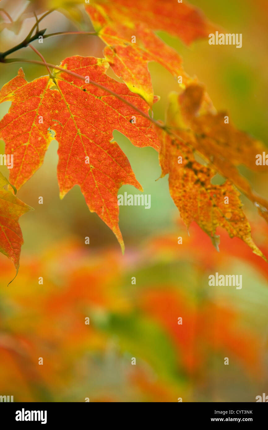 Sugar Maple (acer saccharum) in autumn colours, England, UK Stock Photo