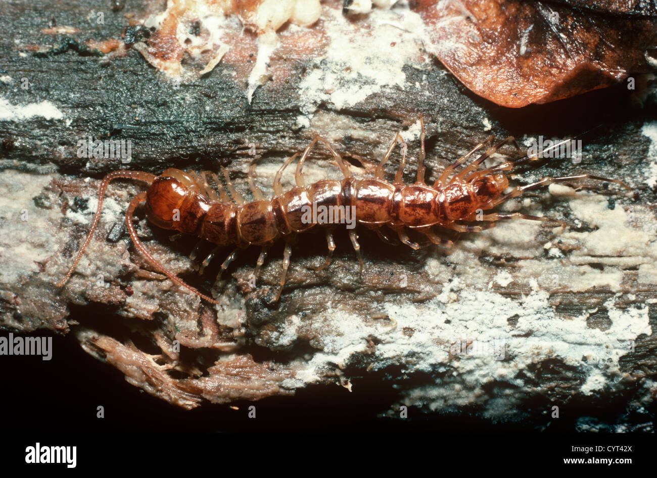 Variegated centipede (Lithobius variegatus: Lithobiidae) in woodland UK Stock Photo