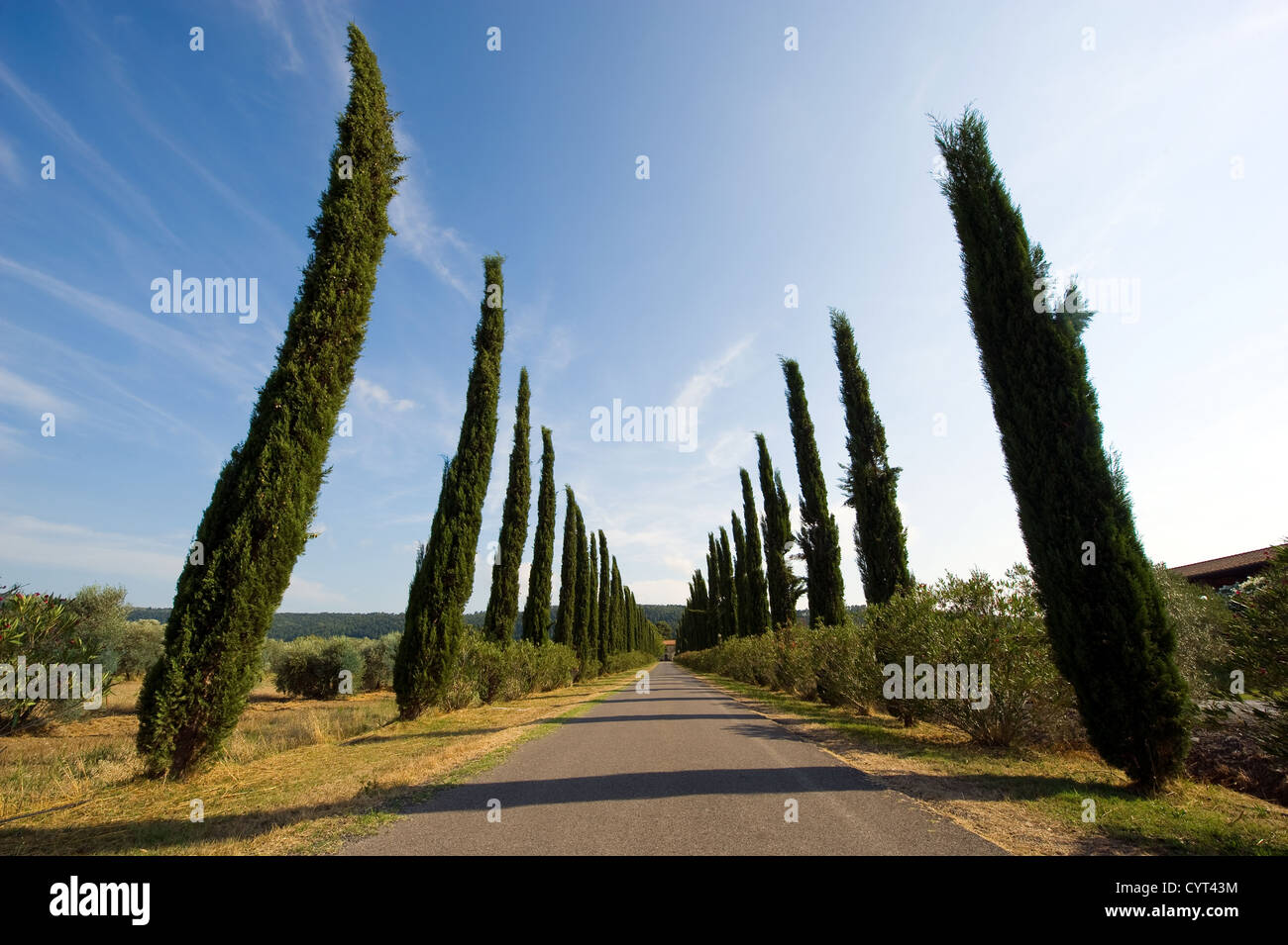 A lane with cypress trees in Tuscany in Italy. Stock Photo
