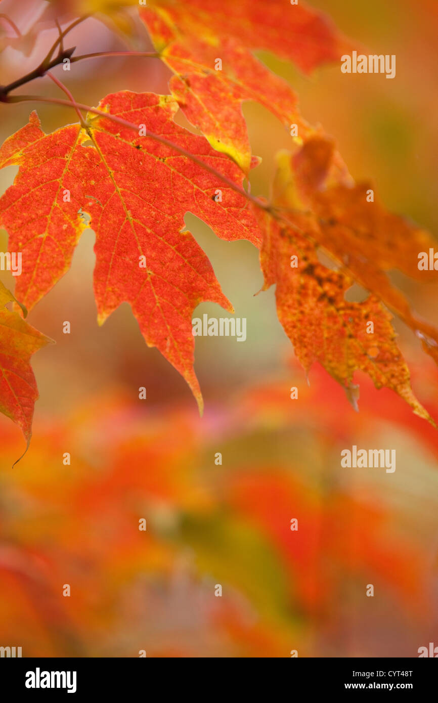Sugar Maple (acer saccharum) in autumn colours, England, UK Stock Photo