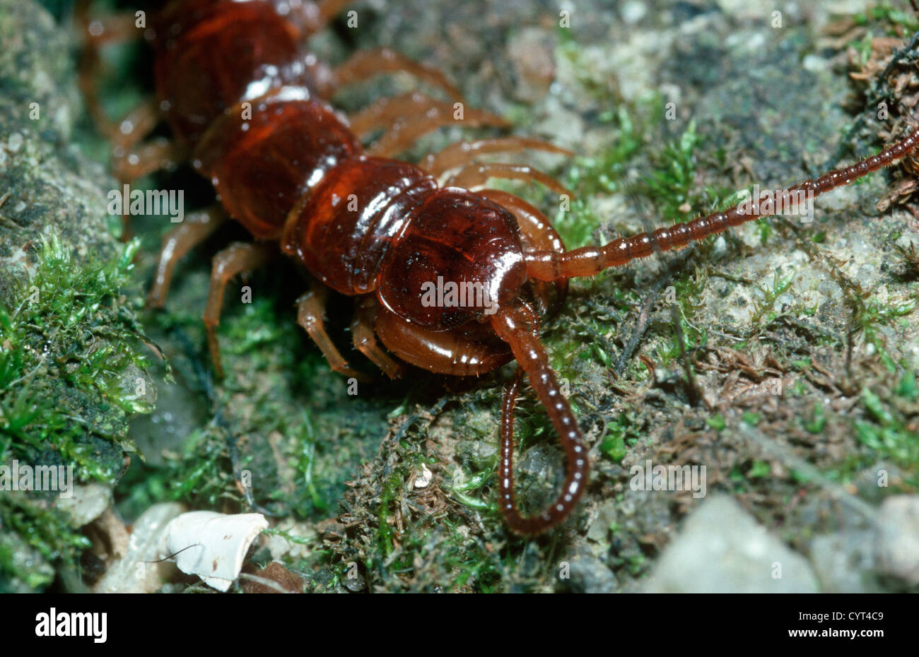 Common brown centipede (Lithobius forficatus) showing the poison claws just beside the head UK Stock Photo
