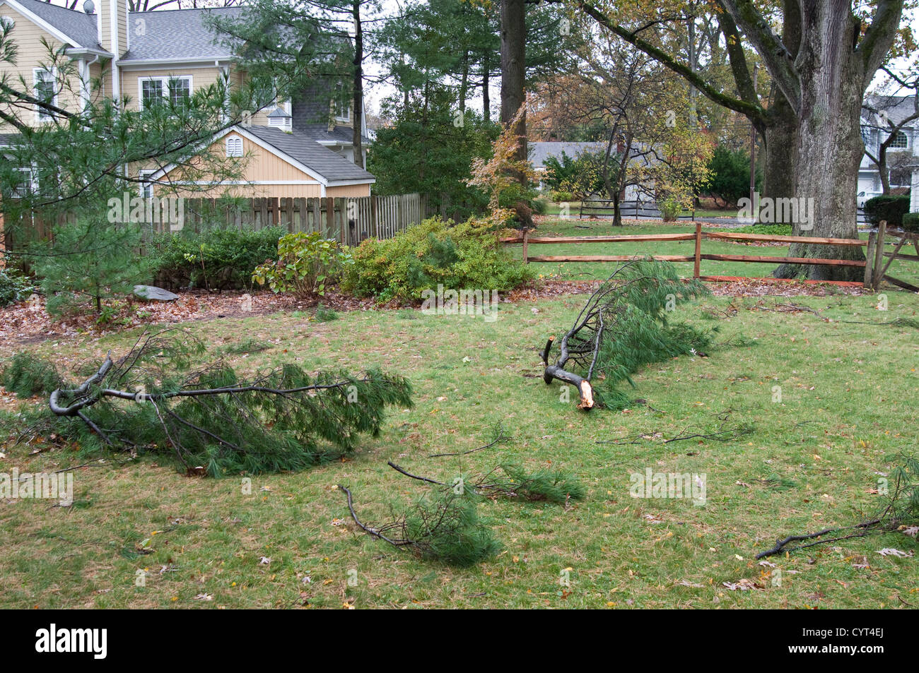 Damage caused by Hurricane Sandy in Tenafly, New Jersey, USA. Fallen