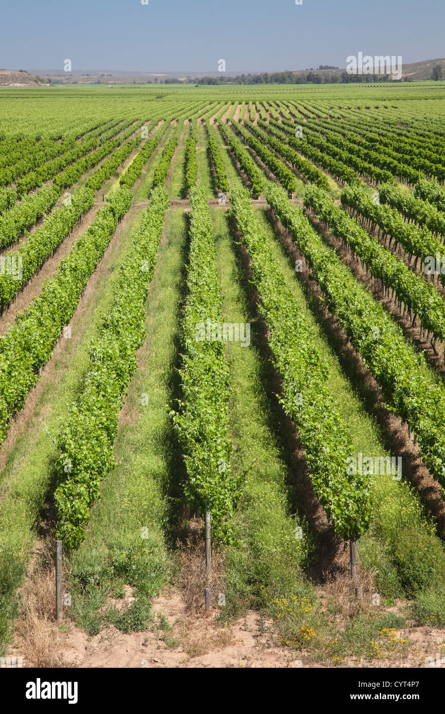 New vineyards near Vredendal, Northern Cape, South Africa Stock Photo