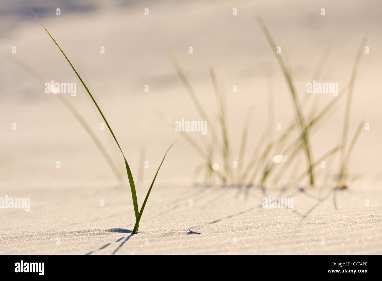 Dune on Beach at Sunset Stock Photo - Alamy