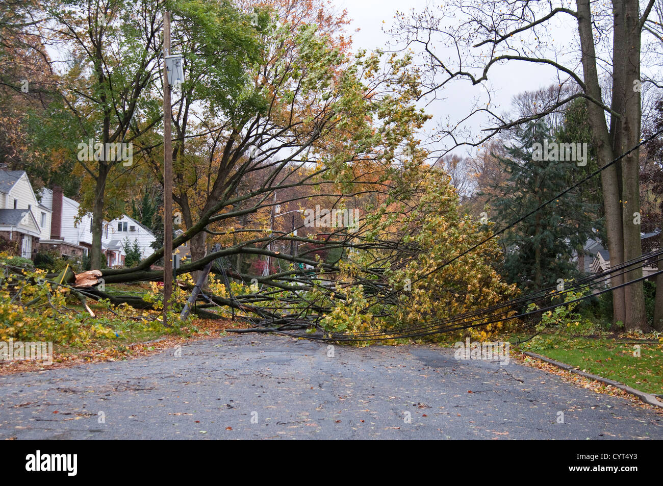 Damage caused by Hurricane Sandy in Tenafly, New Jersey, USA. A fallen