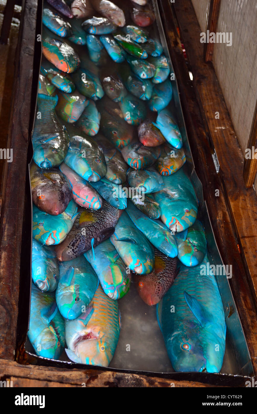 Parrotfish for sale at local market, Pohnpei, Federated States of Micronesia Stock Photo