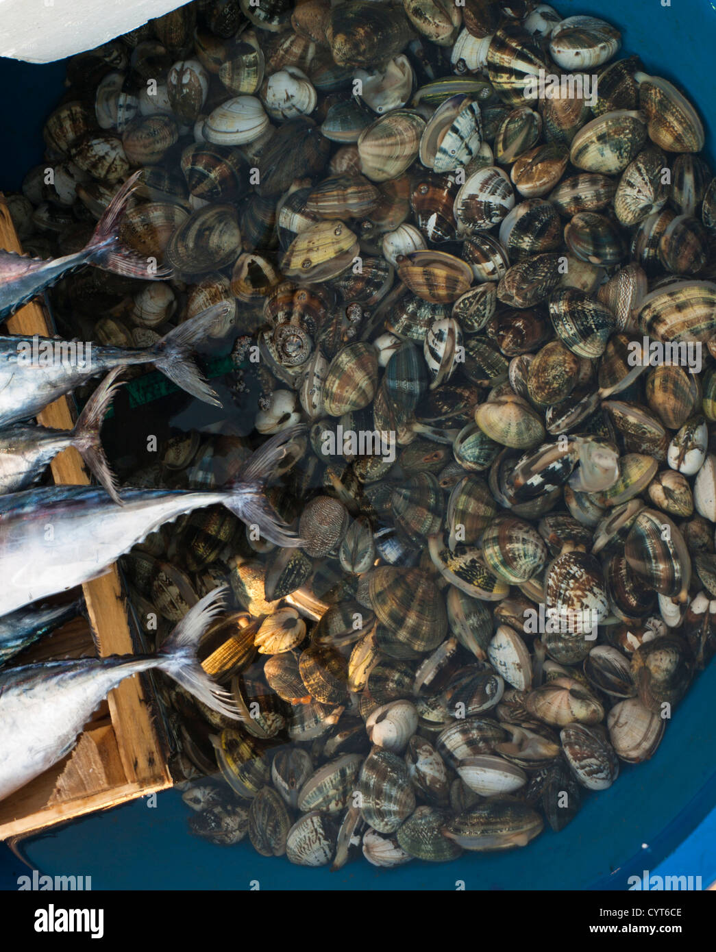 Morning fish market in Kumkapi Istanbul Turkey, fish straight off the boats, tails of Atlantic bonito and basin with seashells Stock Photo