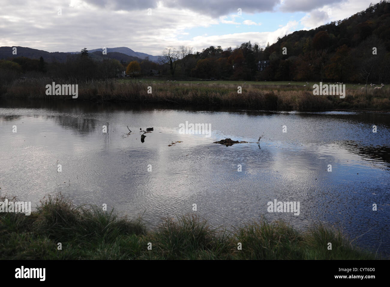 Views around Lake Windemere near Ambleside Lake District UK Stock Photo