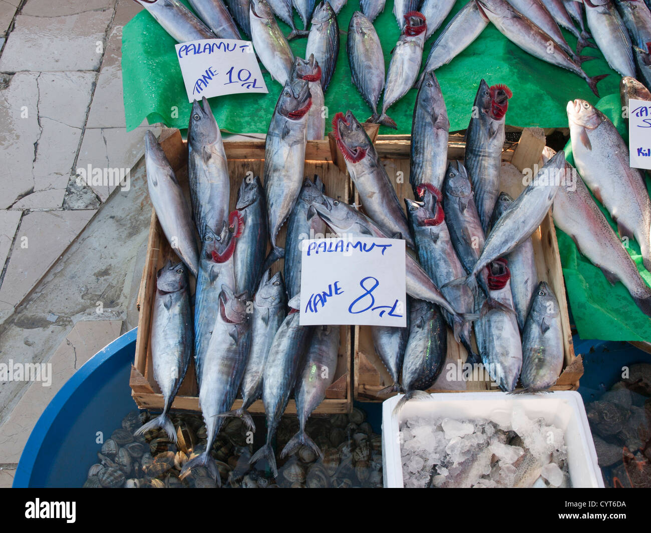 Morning fish market in Kumkapi Istanbul Turkey, fish fresh straight off the boats, here small palamut firsh, Atlantic bonito Stock Photo
