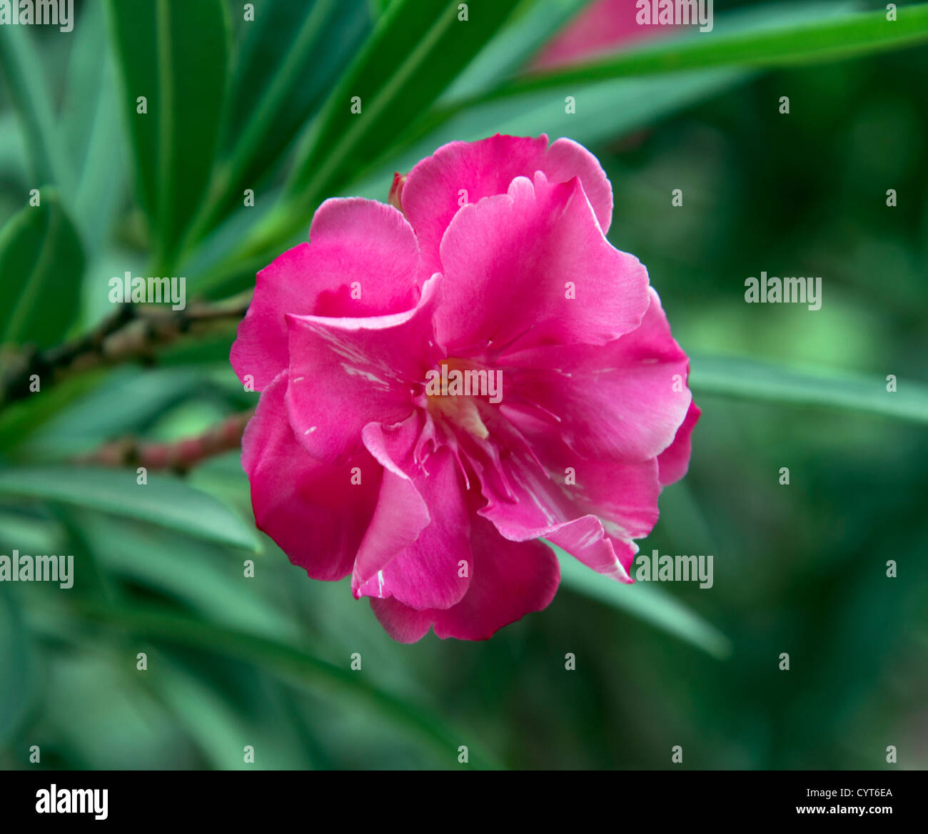 Nerium oleander flower Stock Photo