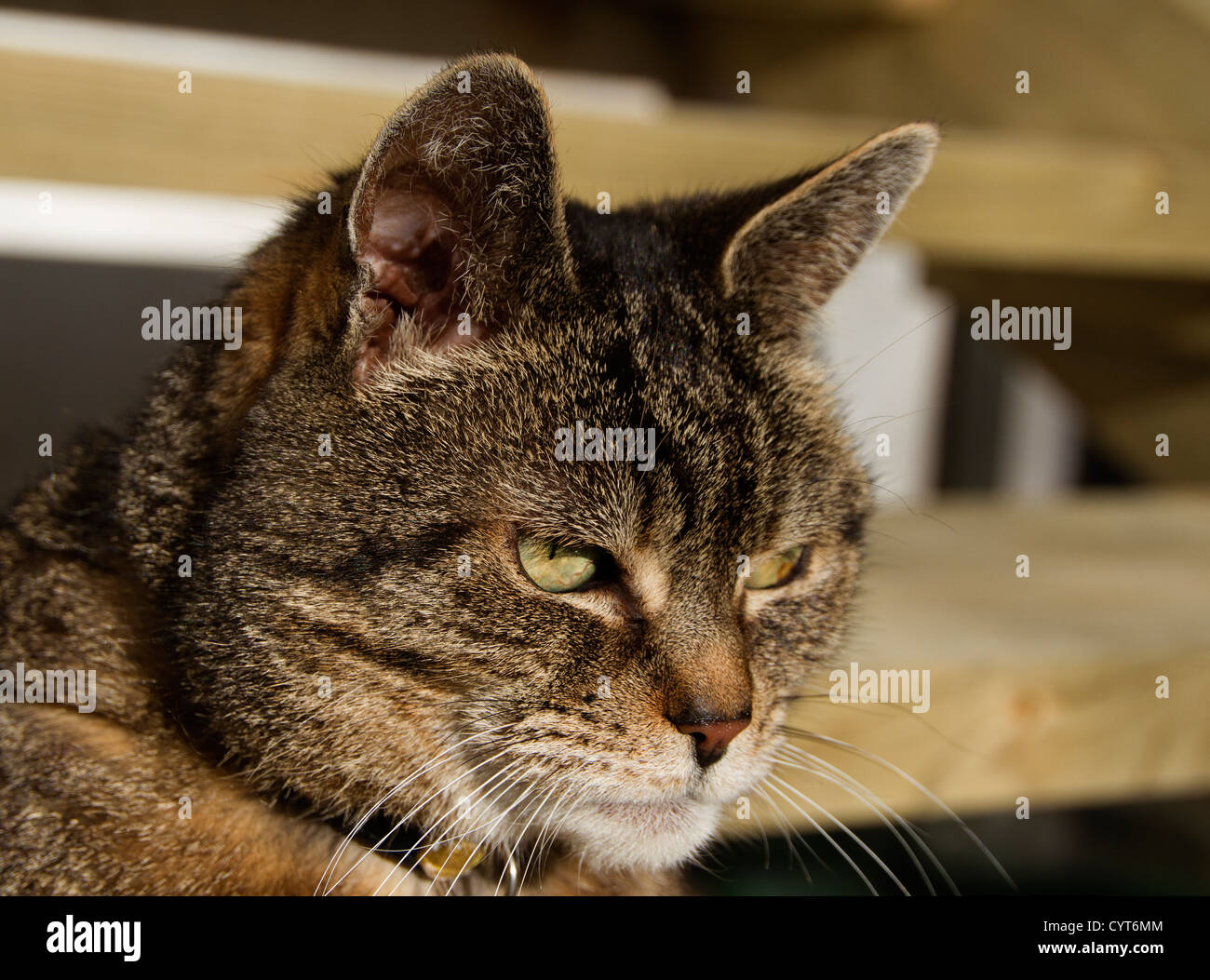 Tabby cat head Stock Photo