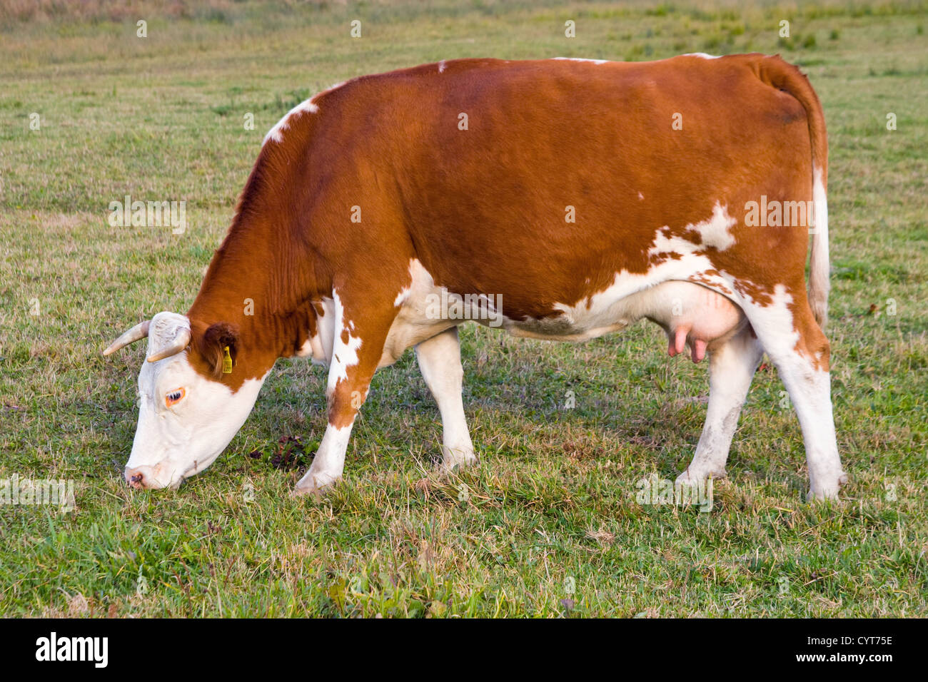 Cows grazing on a green summer meadow at sunny day Stock Photo - Alamy