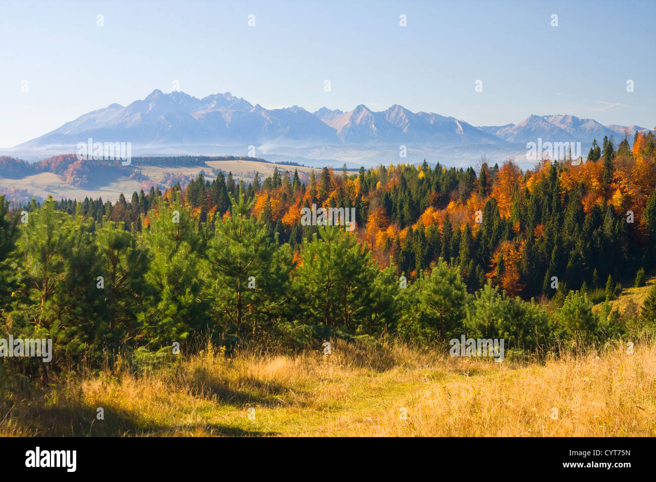 the mountain autumn landscape with colorful forest Stock Photo - Alamy
