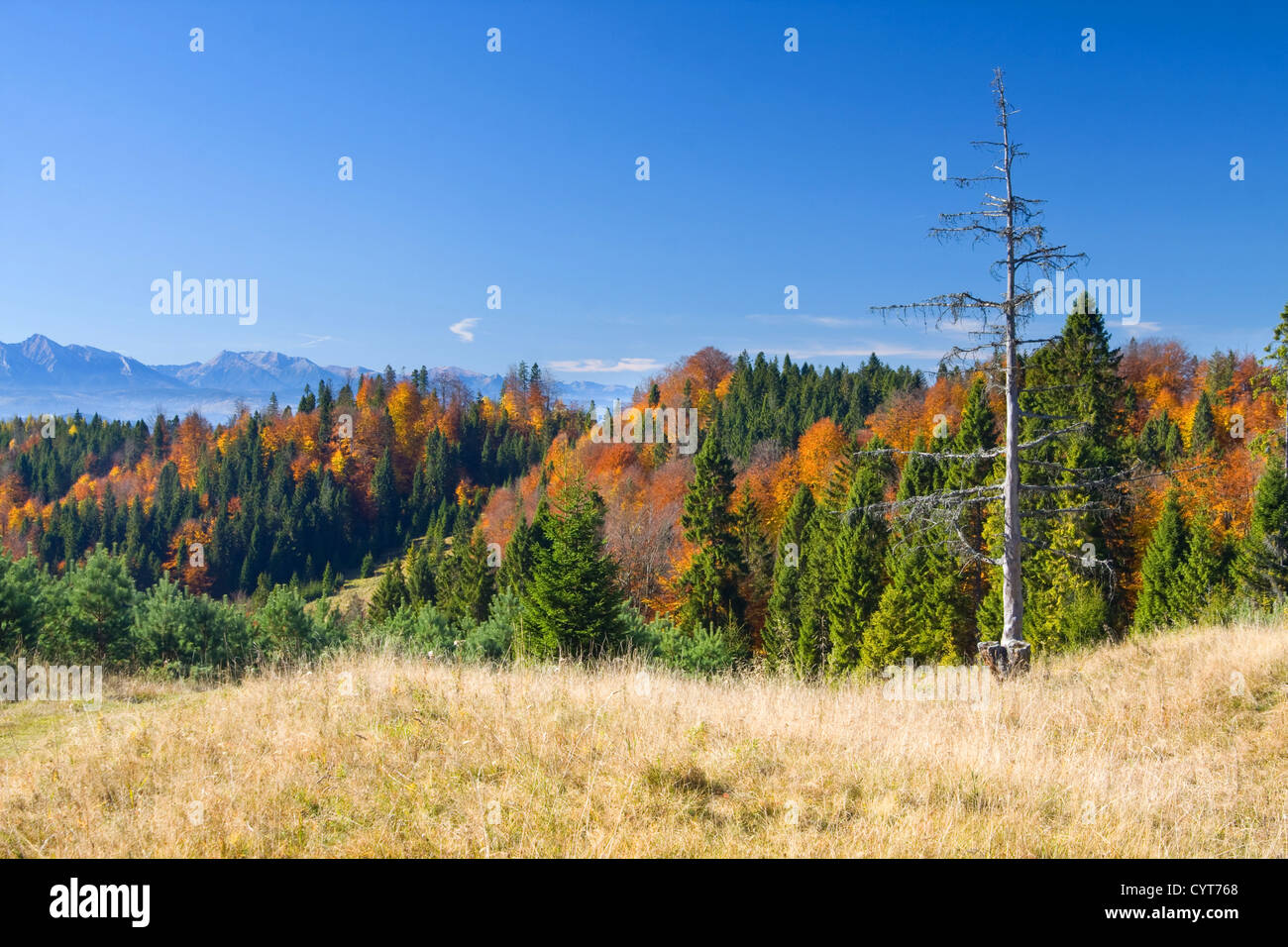 the mountain autumn landscape with colorful forest Stock Photo - Alamy