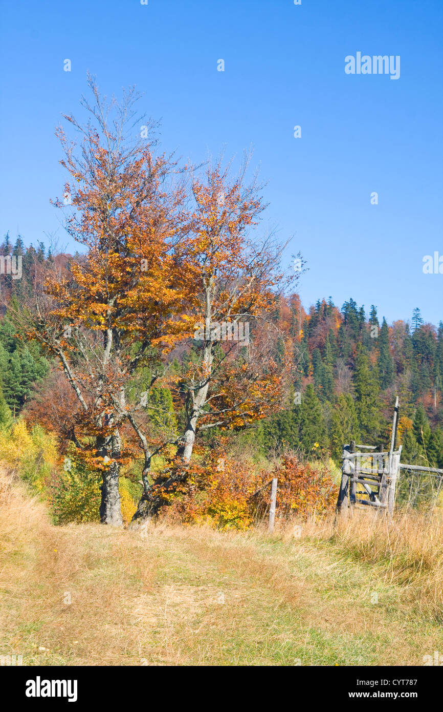 the mountain autumn landscape with colorful forest Stock Photo - Alamy