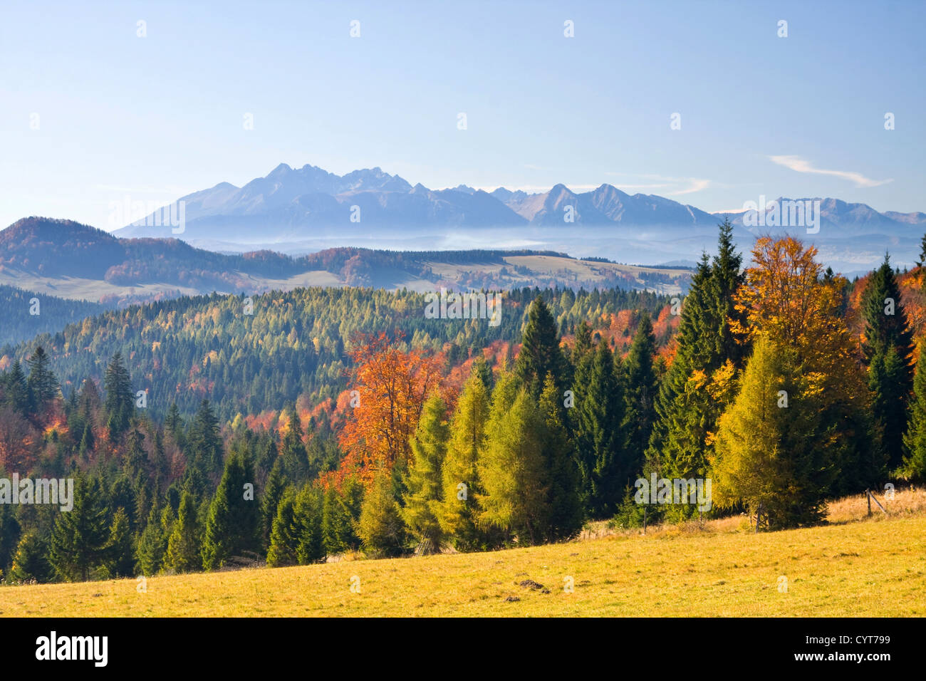 the mountain autumn landscape with colorful forest Stock Photo - Alamy
