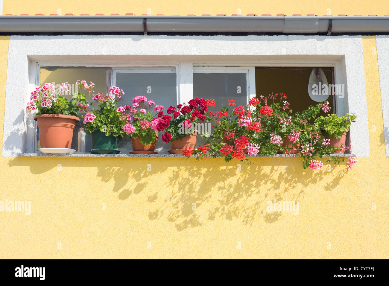 Window with Flowers, Dalmatia, Zadar, Croatia Stock Photo Alamy