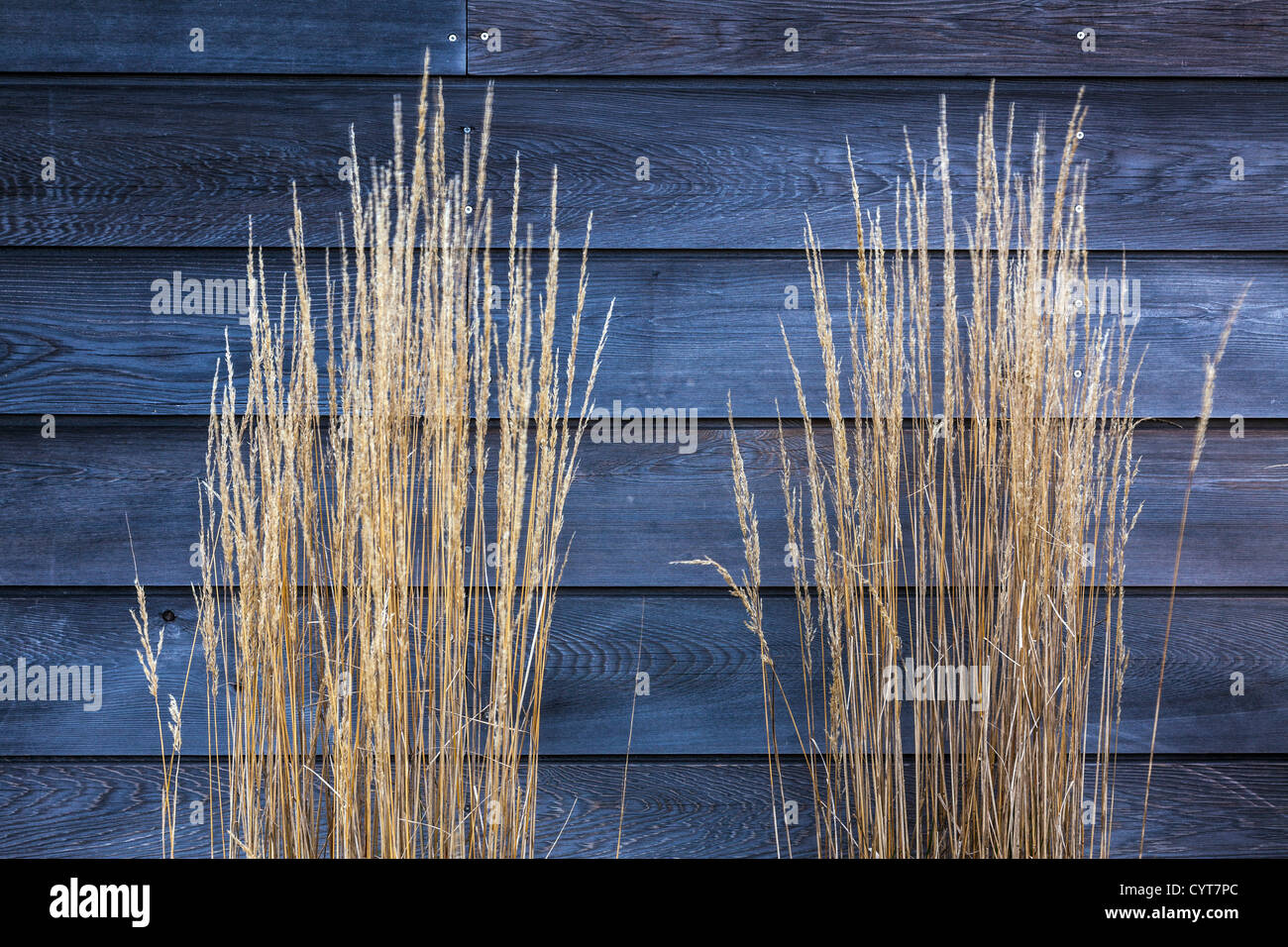 Wispy Grasses Against a Wooden Fence Stock Photo