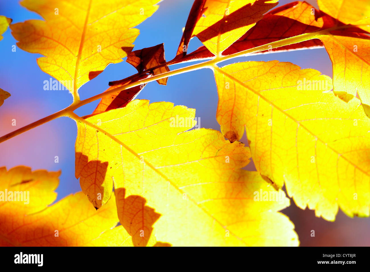 photos of plant leaves in nature in autumn Stock Photo