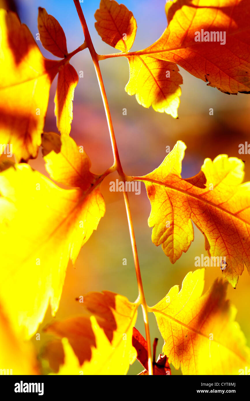 photos of plant leaves in nature in autumn Stock Photo