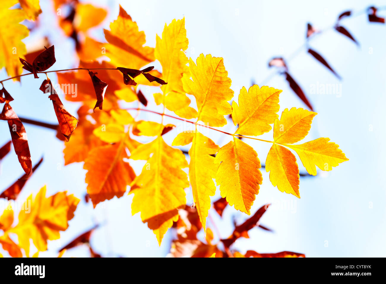 photos of plant leaves in nature in autumn Stock Photo