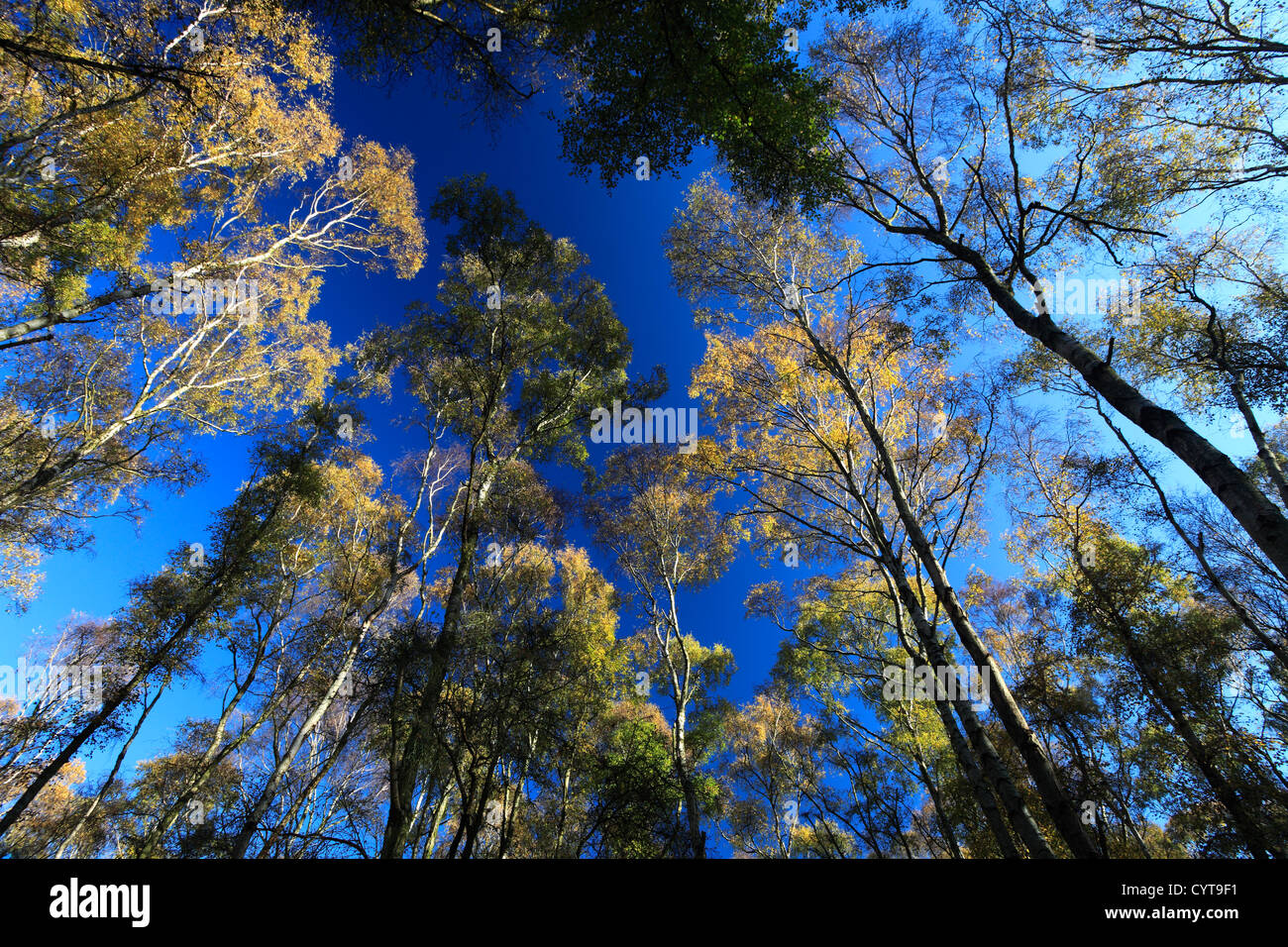 Autumn Landscape pattern of Silver Birch Trees (Betula pendula) in woodland, New Forest, Hampshire, England, UK Stock Photo