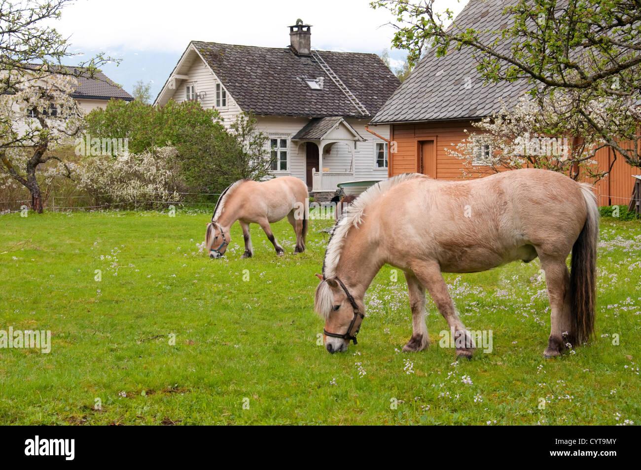 Two horses in a flowery meadow surrounded by flowering fruit trees Stock Photo
