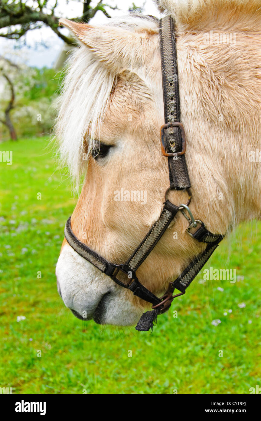 The head of a cute horse with the bridle on Stock Photo